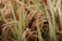 Close-up of rice plants with ripe grains, featuring long green leaves and clusters of golden rice that sway gently.