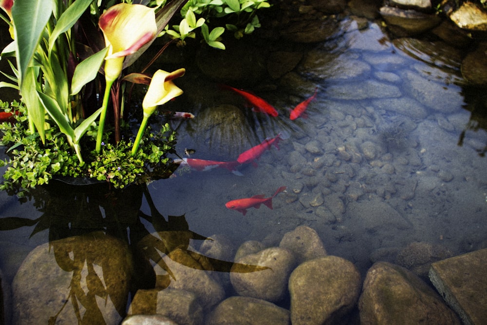 Ein Teich gefüllt mit viel Wasser, umgeben von Felsen