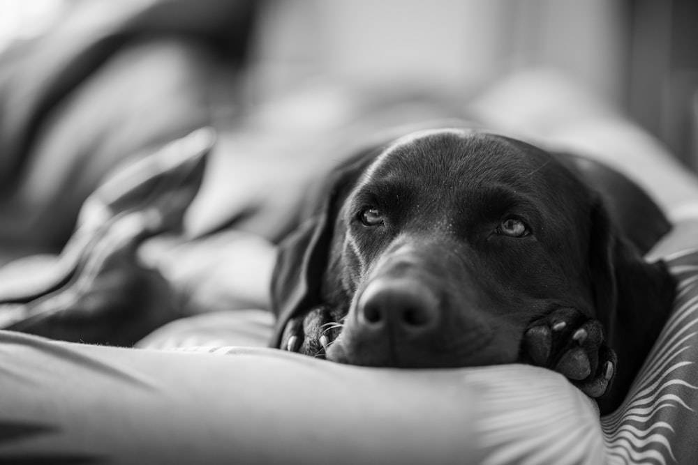 grayscale photo of short coated dog