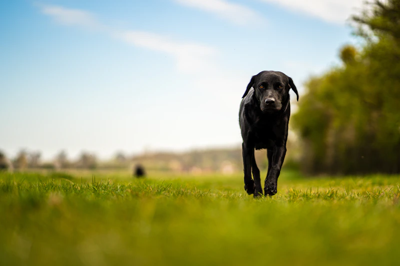 Tucker walking across a green field towards the camera