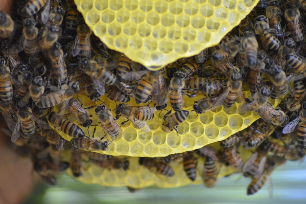 yellow and black bee on yellow surface