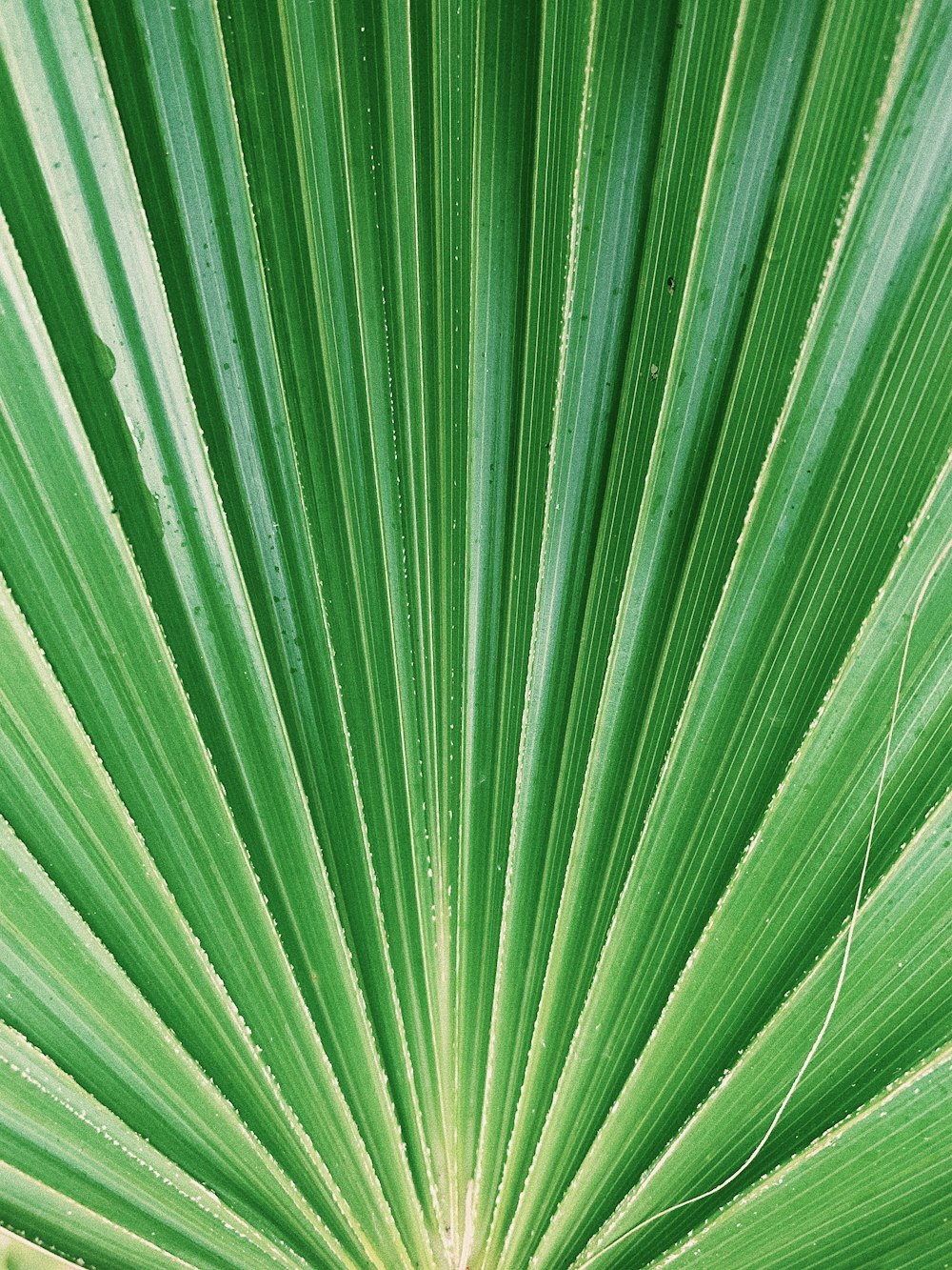 green leaf in close up photography