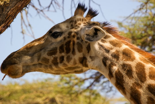 giraffe standing near bare tree during daytime in Naivasha Kenya