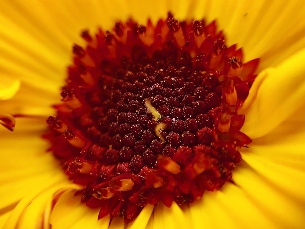 yellow and red flower in bloom