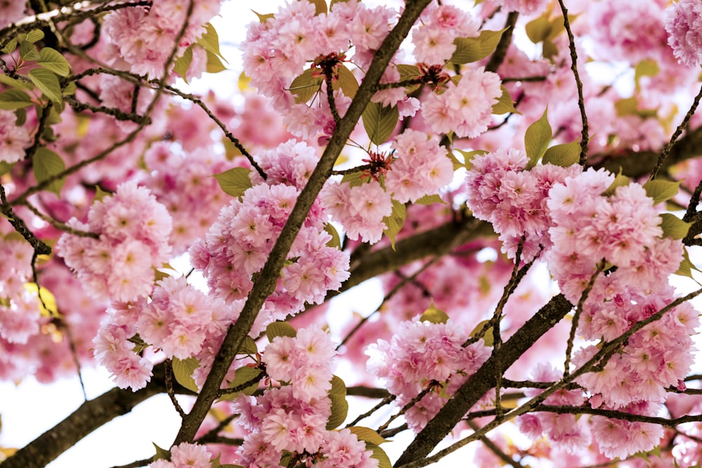 pink cherry blossom in bloom during daytime