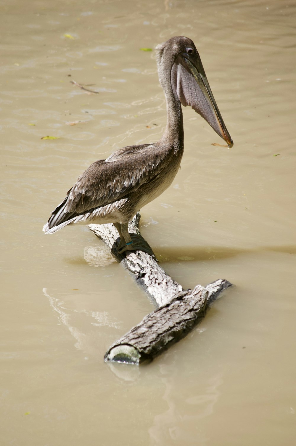 brown pelican on brown tree branch on water during daytime