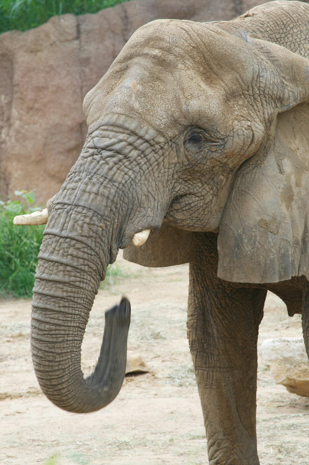 brown elephant walking on brown dirt during daytime