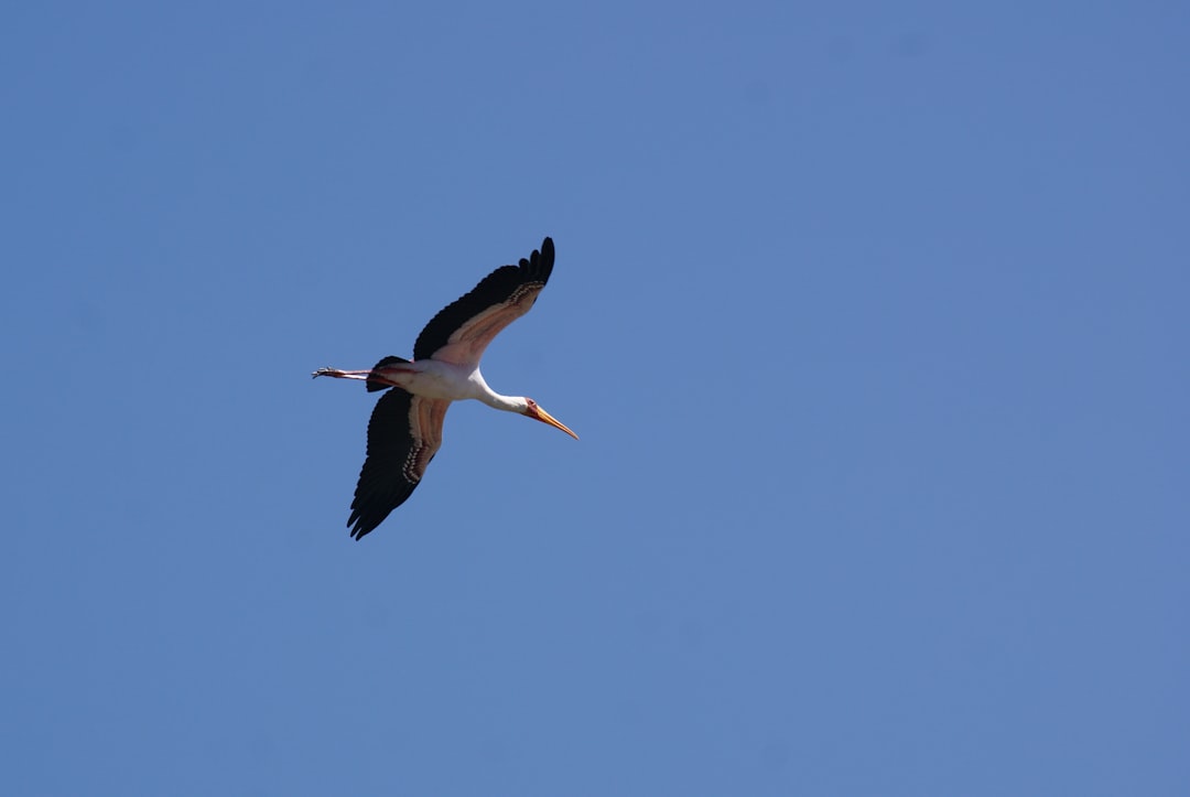 white stork flying under blue sky during daytime stork