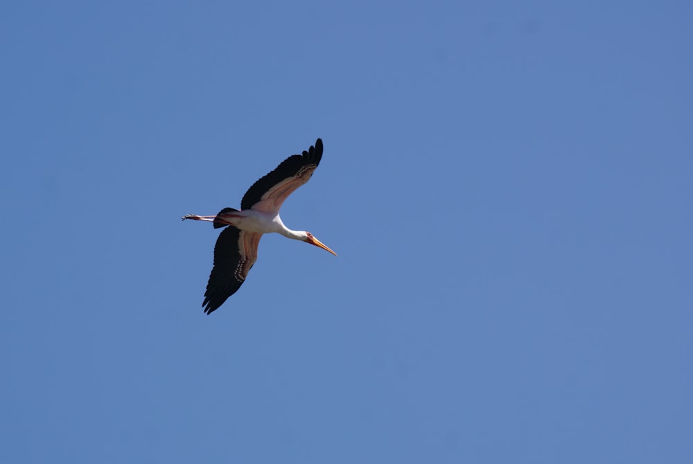 white stork flying under blue sky during daytime