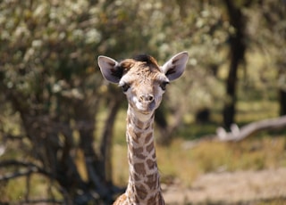 brown giraffe in tilt shift lens