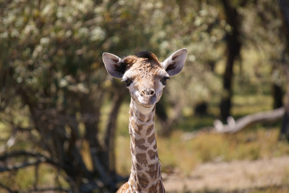 brown giraffe in tilt shift lens