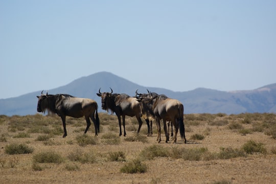 herd of cow on brown field during daytime in Naivasha Kenya