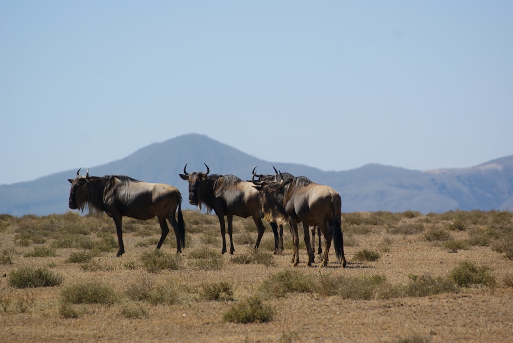 herd of cow on brown field during daytime