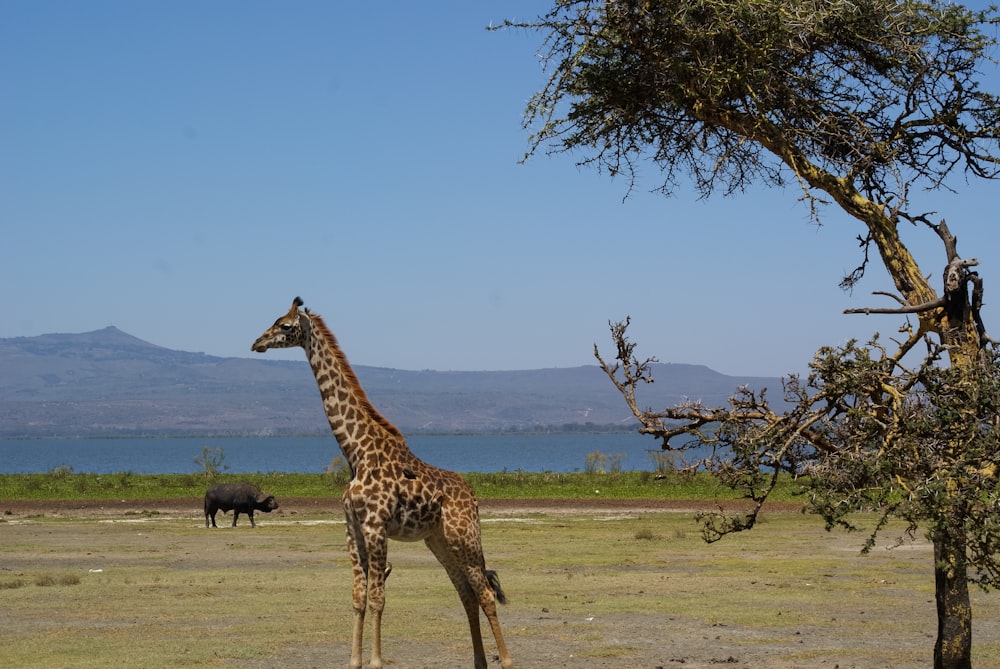 giraffe standing on green grass field during daytime