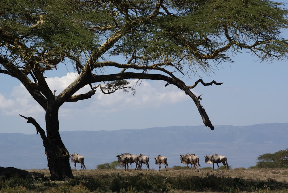 herd of horses on green grass field during daytime