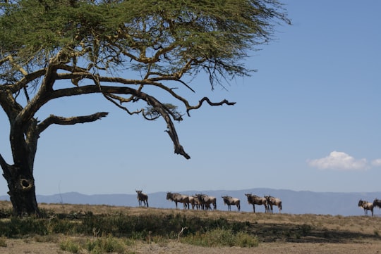 horses on brown grass field during daytime in Naivasha Kenya