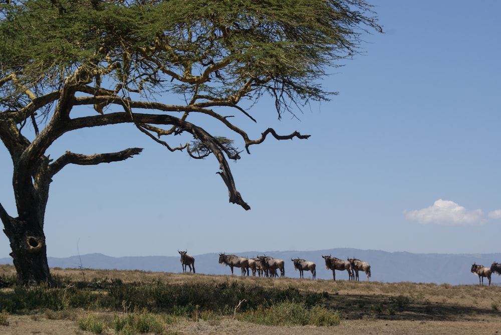 horses on brown grass field during daytime