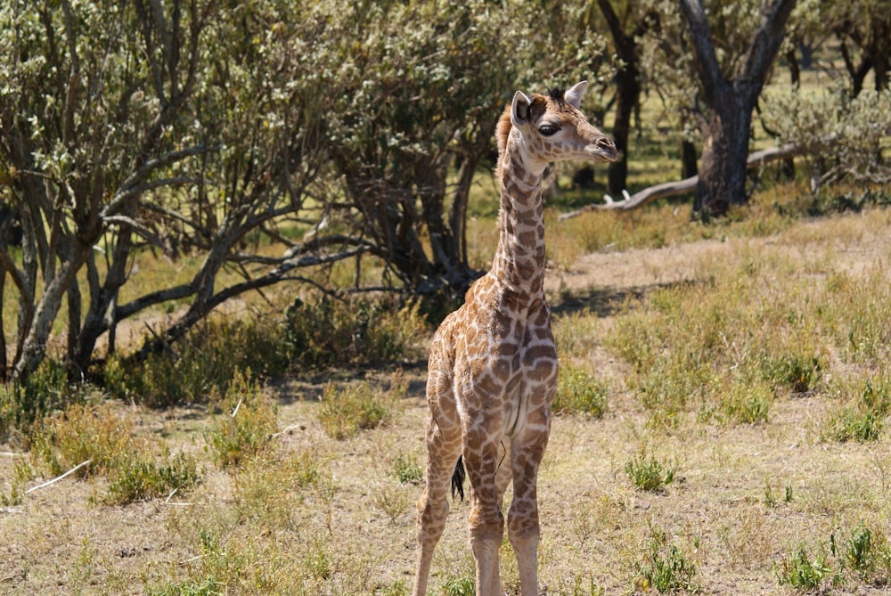 giraffe standing on green grass field during daytime