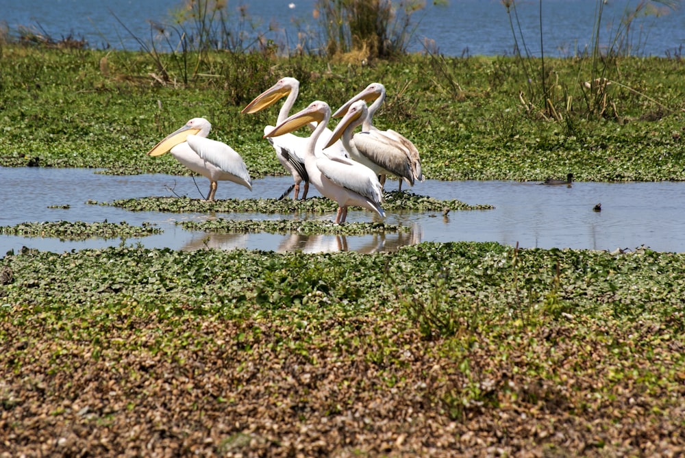 white pelican on green grass near body of water during daytime