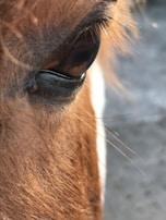 Close-up of a horse's gentle eye framed by soft morning light.