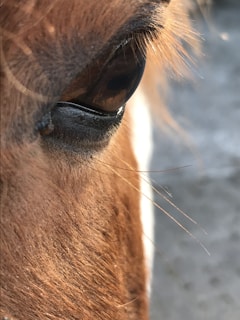 Close-up of a young foal's gentle eyes reflecting the morning light