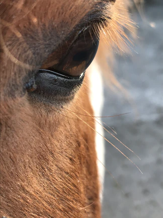A warm close-up of a gentle horse’s eye, reflecting the soft green pastures of Ruby Ranch.