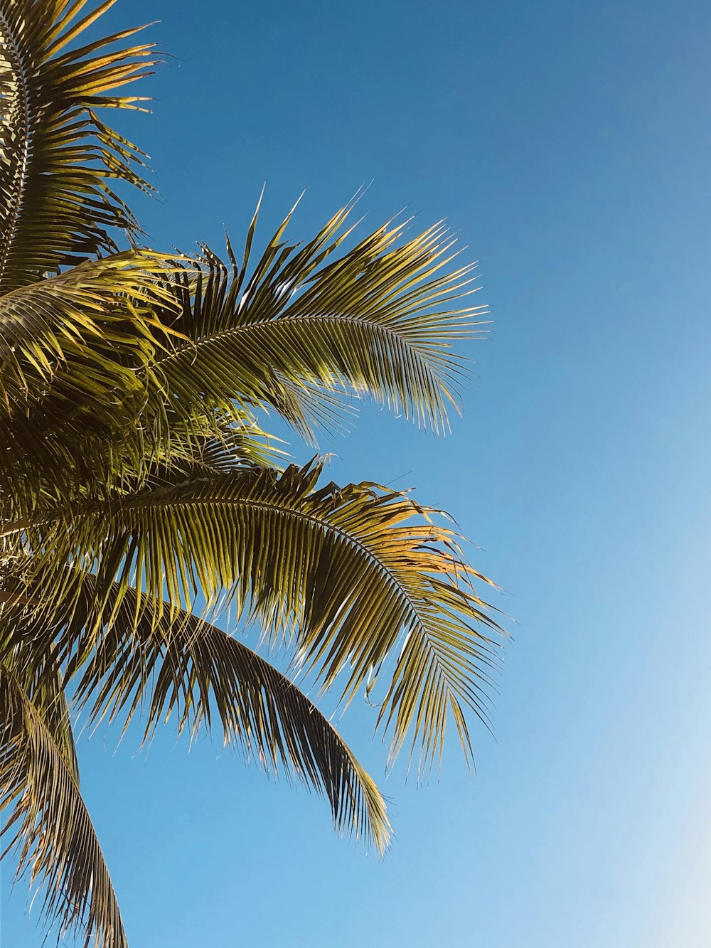 green palm tree under blue sky during daytime