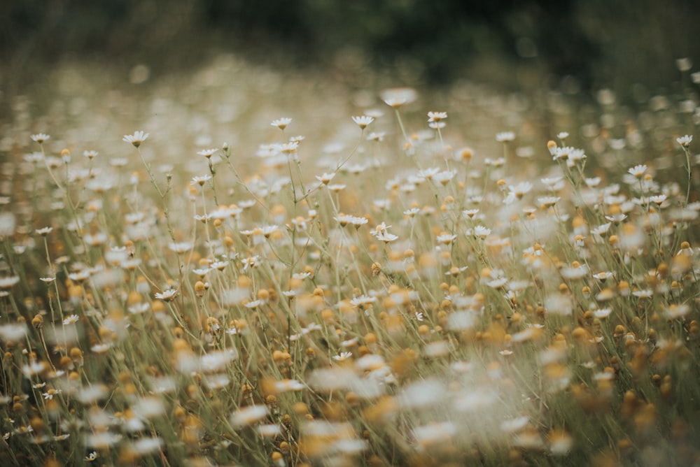 white flowers in tilt shift lens