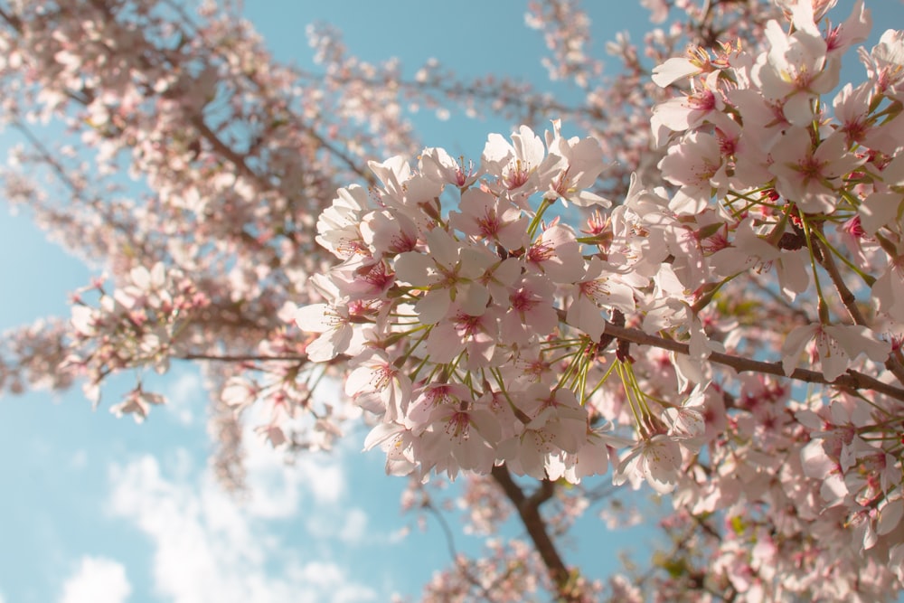 white and pink cherry blossom