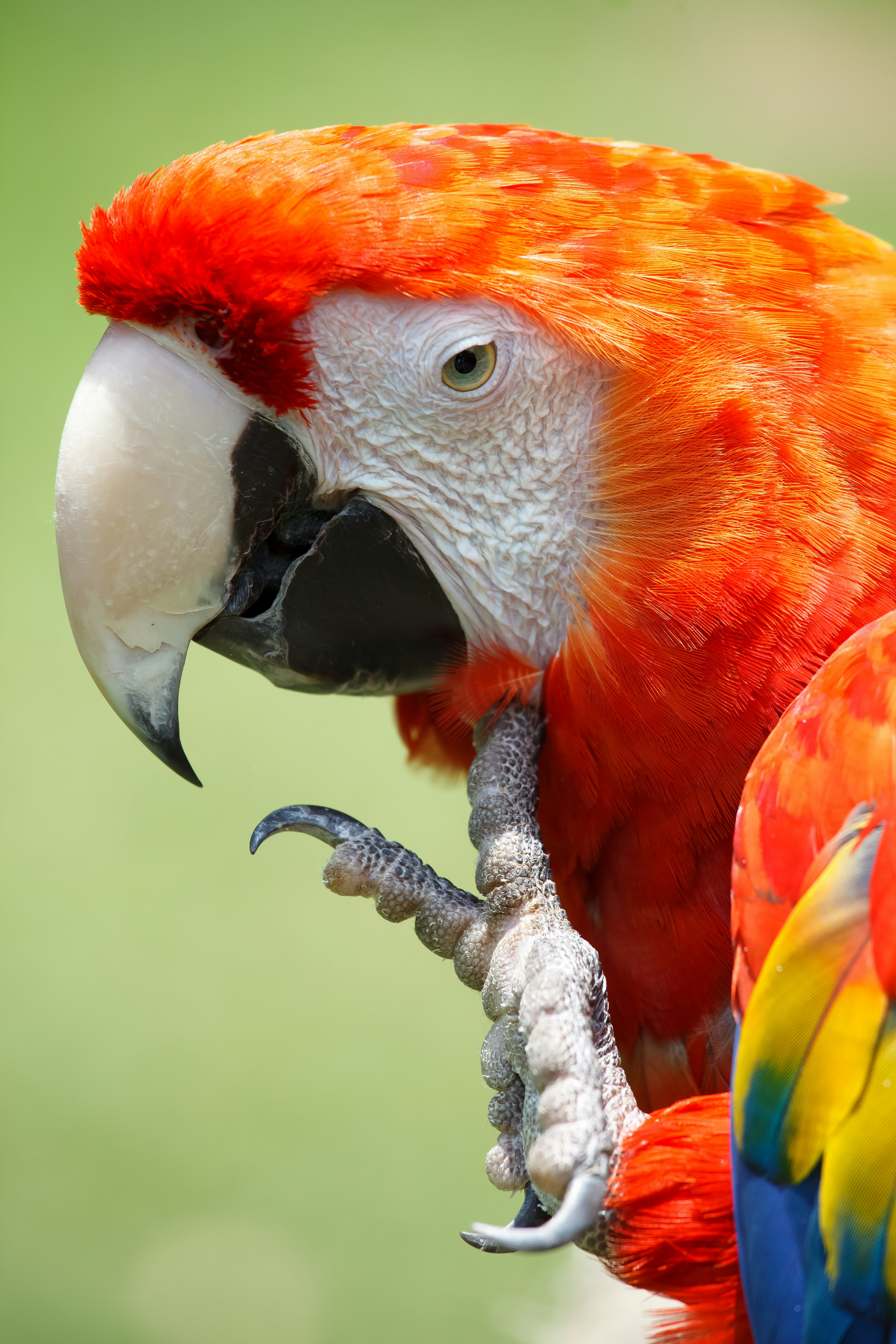red yellow and white bird on brown tree branch