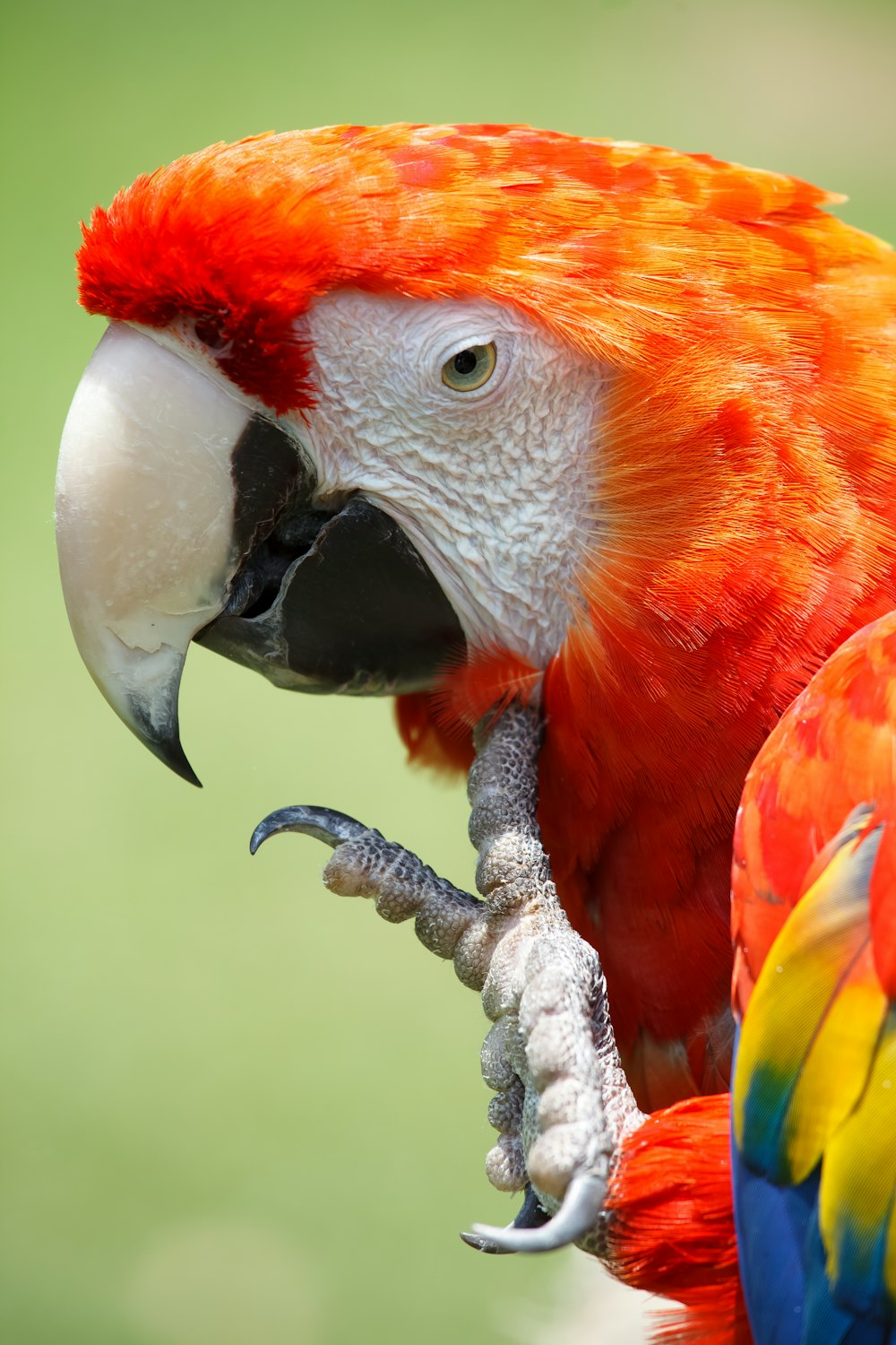 red yellow and white bird on brown tree branch