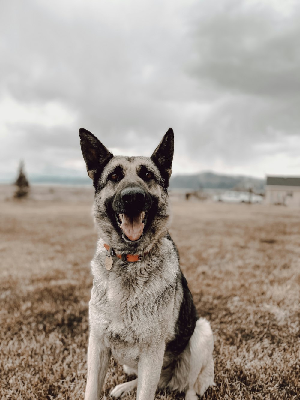 black and white german shepherd on brown field under white clouds during daytime