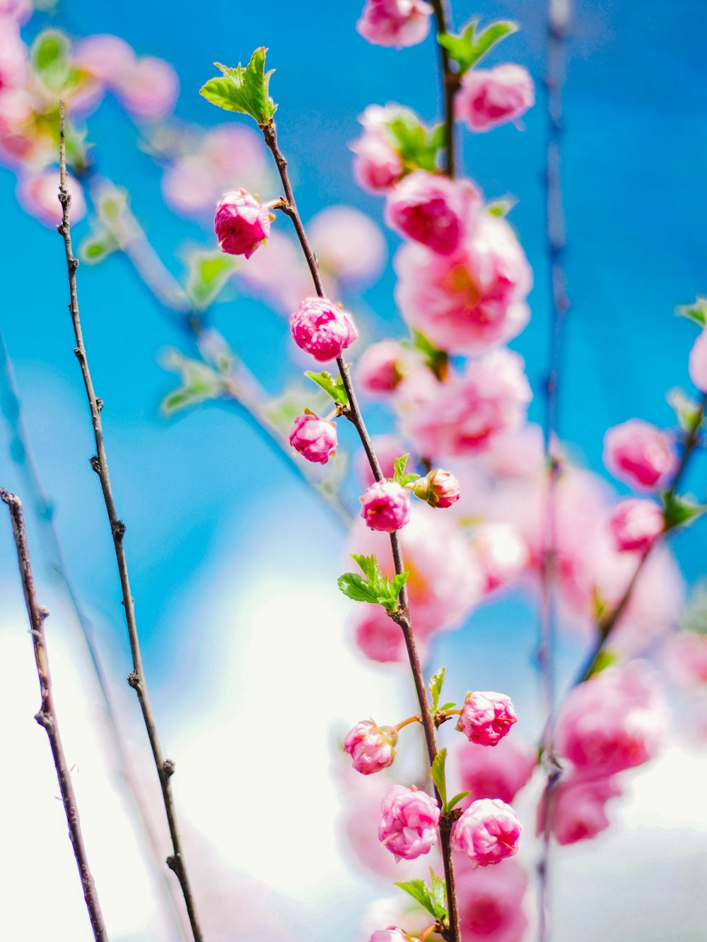 pink flowers in tilt shift lens