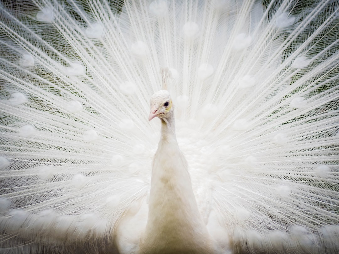 white peacock in close up photography