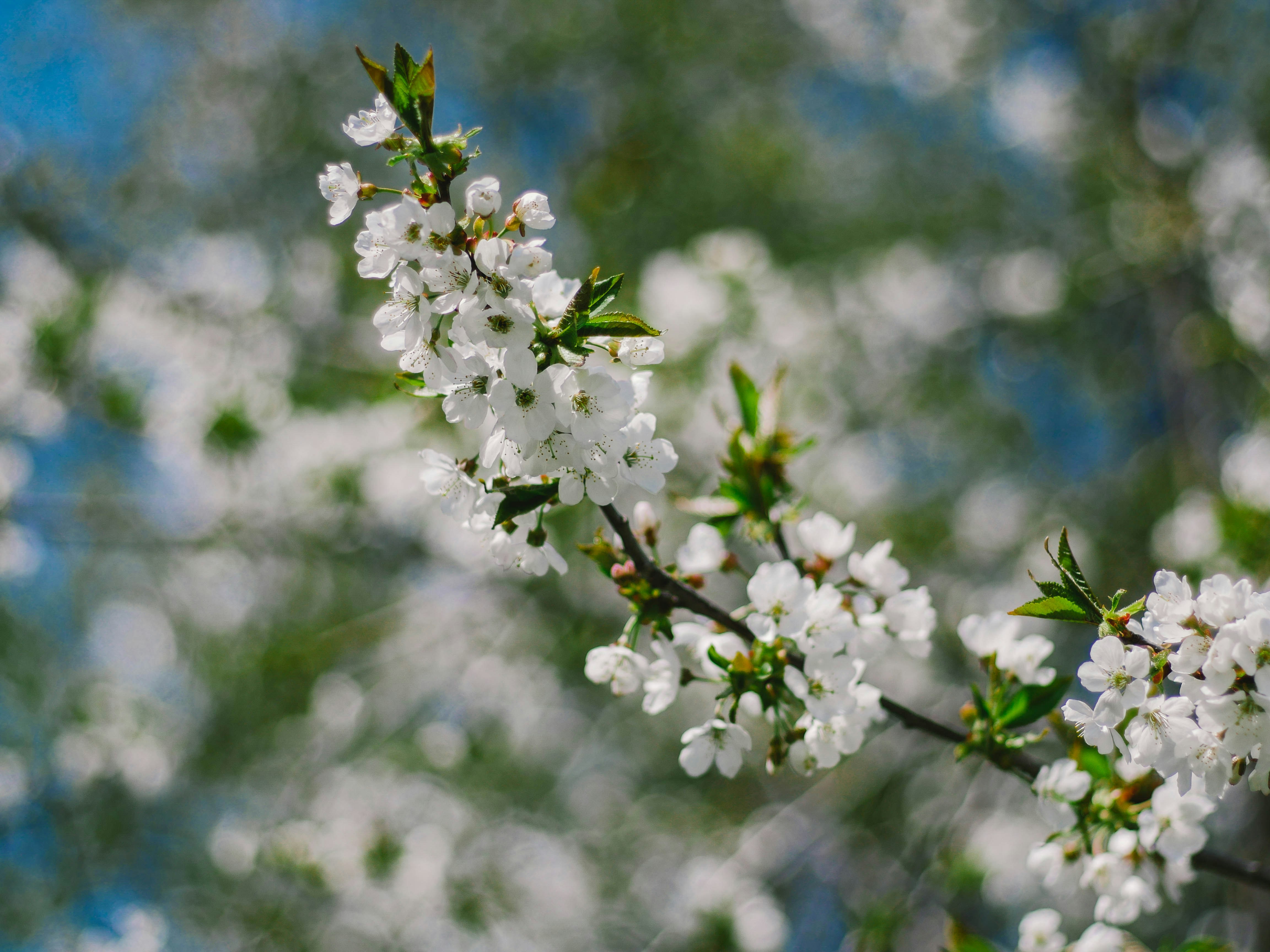 Photo by giobartlett