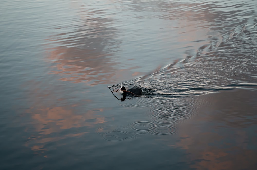 woman in black and white stripe dress on water during daytime