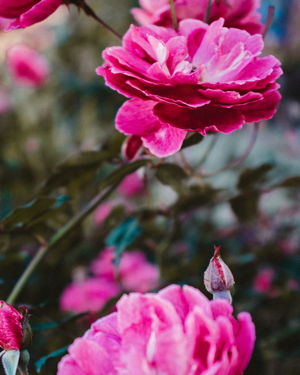 pink flower in tilt shift lens