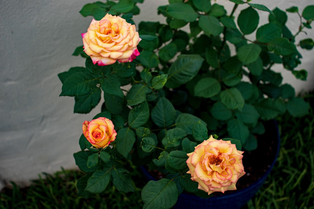 pink roses in blue ceramic vase