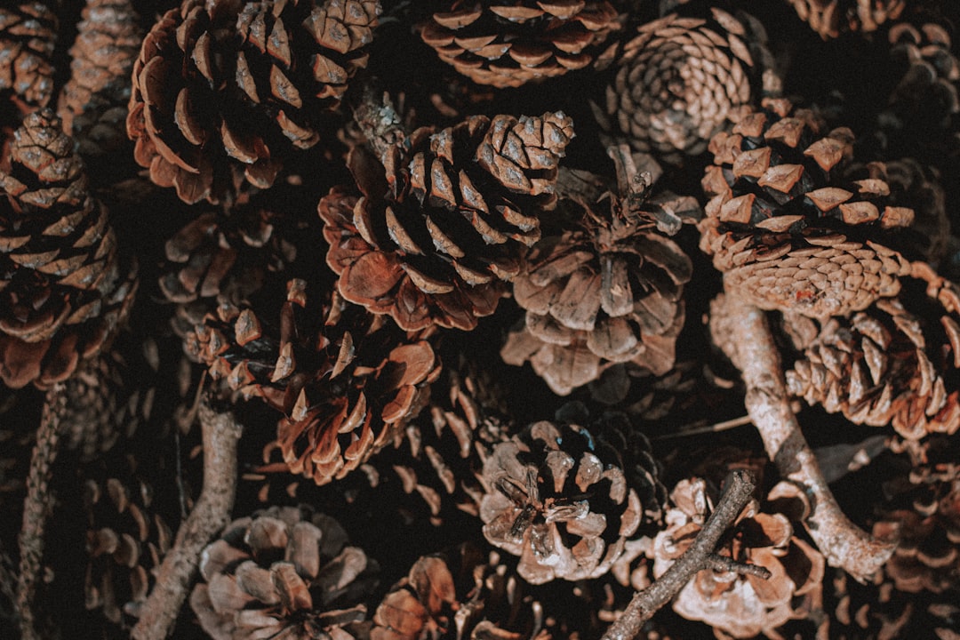 brown and black dried leaves