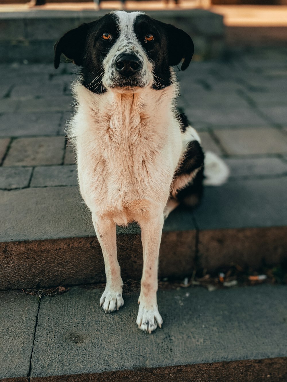 black and white short coated dog on gray concrete floor