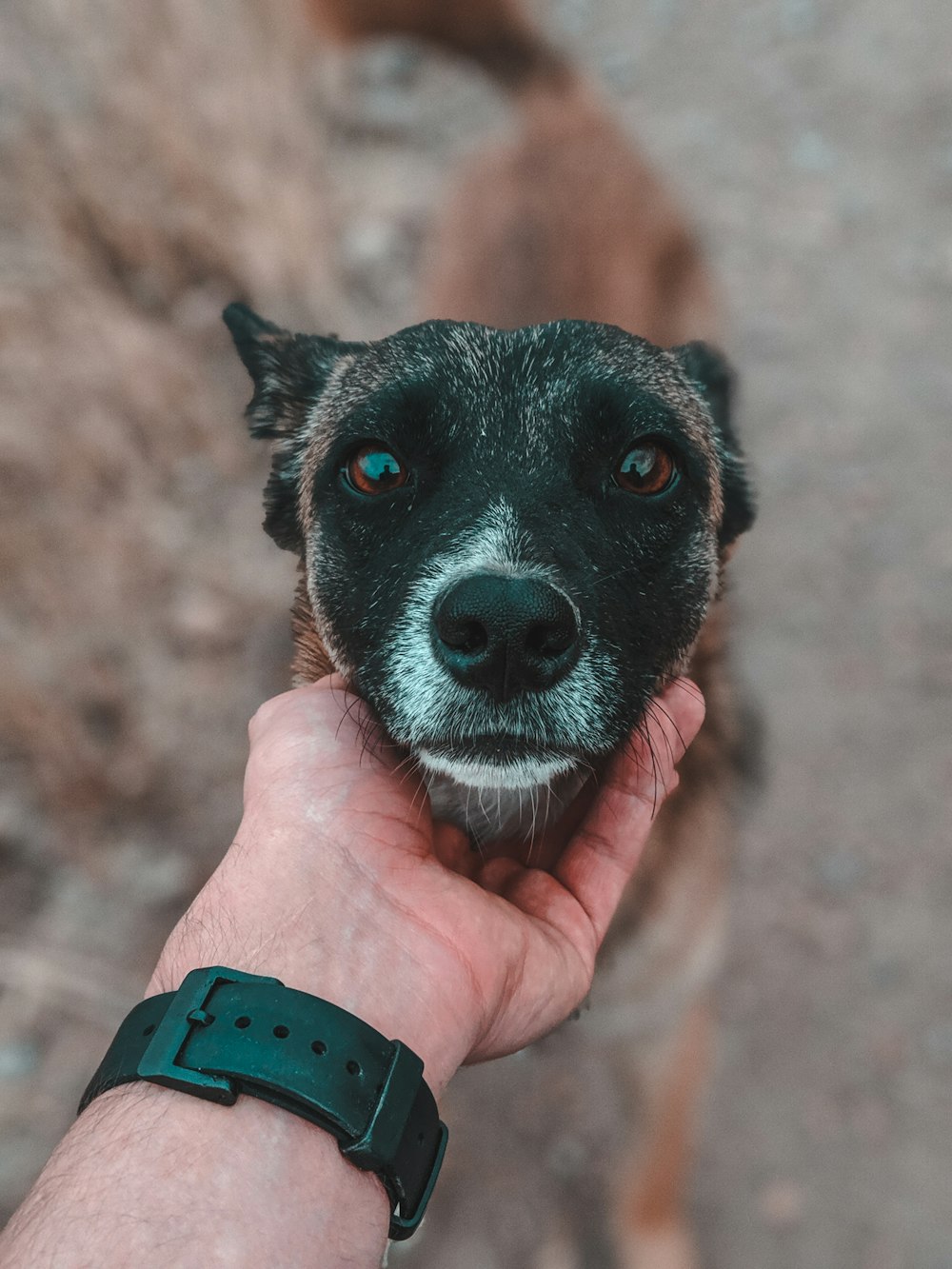 black and white short coated dog