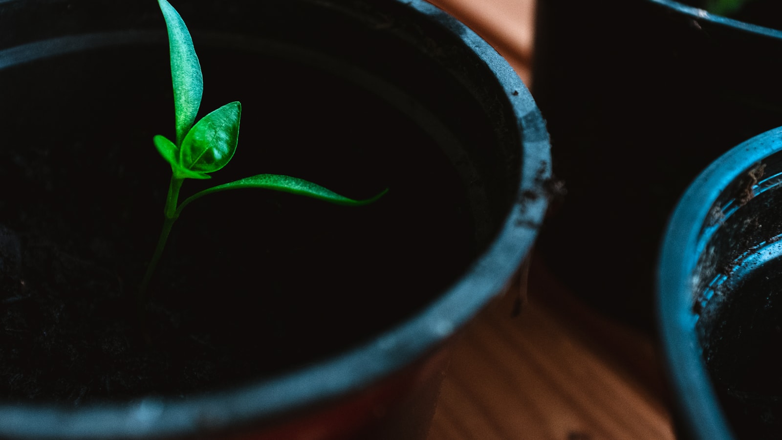 Exploring the Science: Reasons Why Some Seeds Float and Others Sink