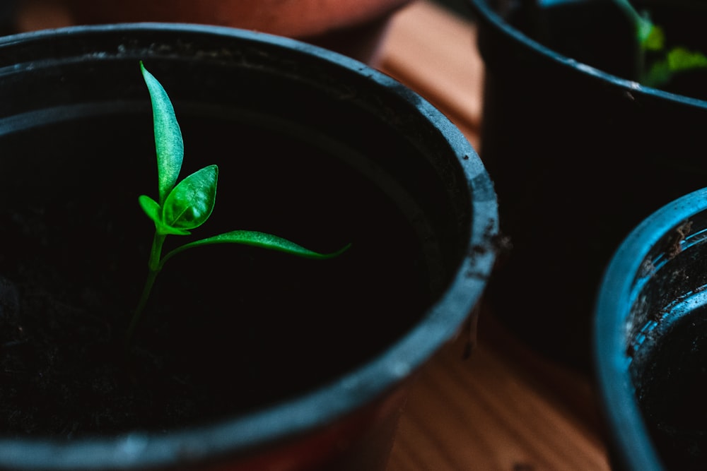 green plant on black pot