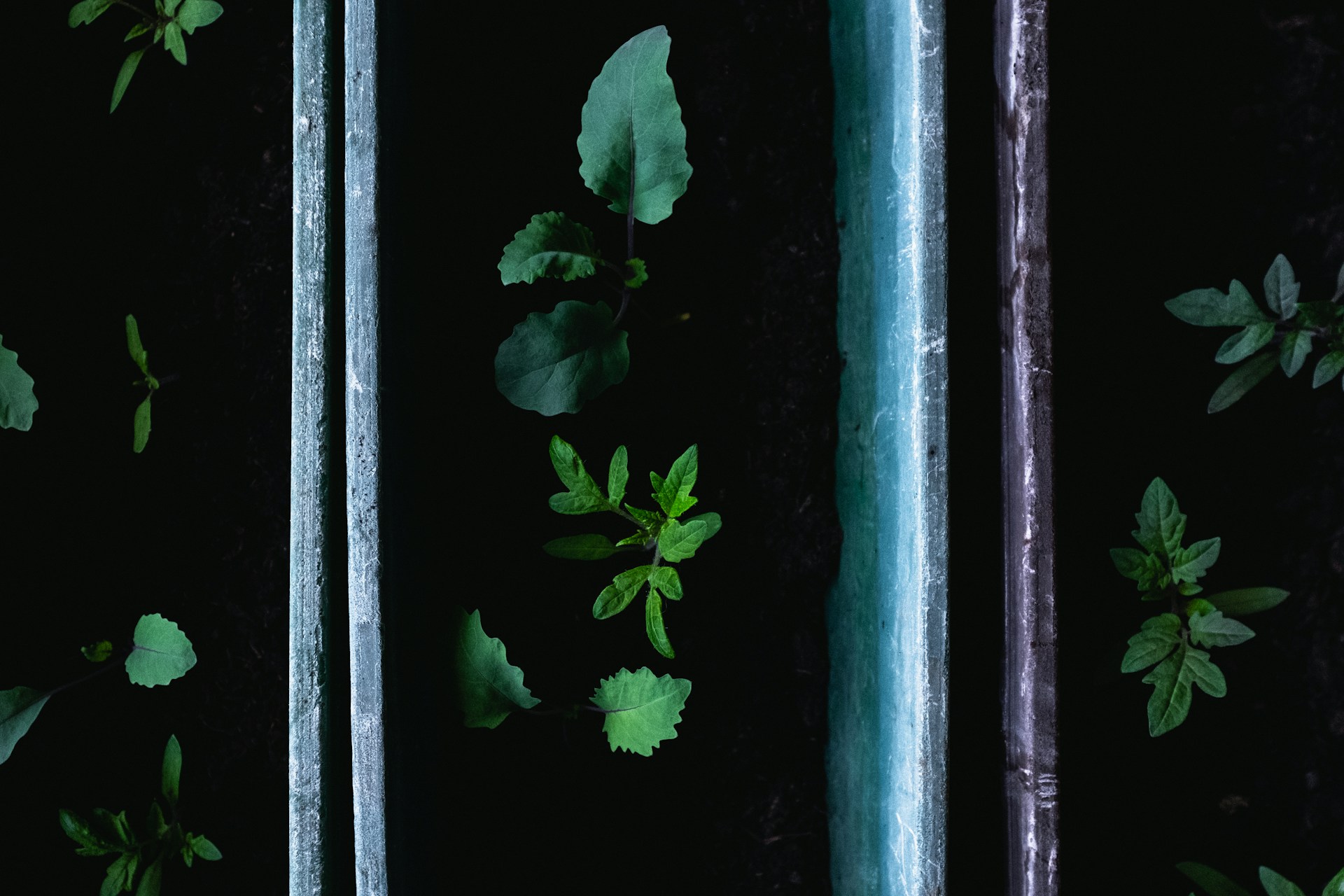 Vibrant green plants sprout through the dark soil, organized between parallel metal or stone bars. The image highlights the delicate leaves and sturdy stems under soft, natural lighting, creating a sense of growth and new beginnings.