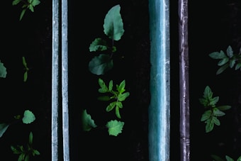 Vibrant green plants sprout through the dark soil, organized between parallel metal or stone bars. The image highlights the delicate leaves and sturdy stems under soft, natural lighting, creating a sense of growth and new beginnings.