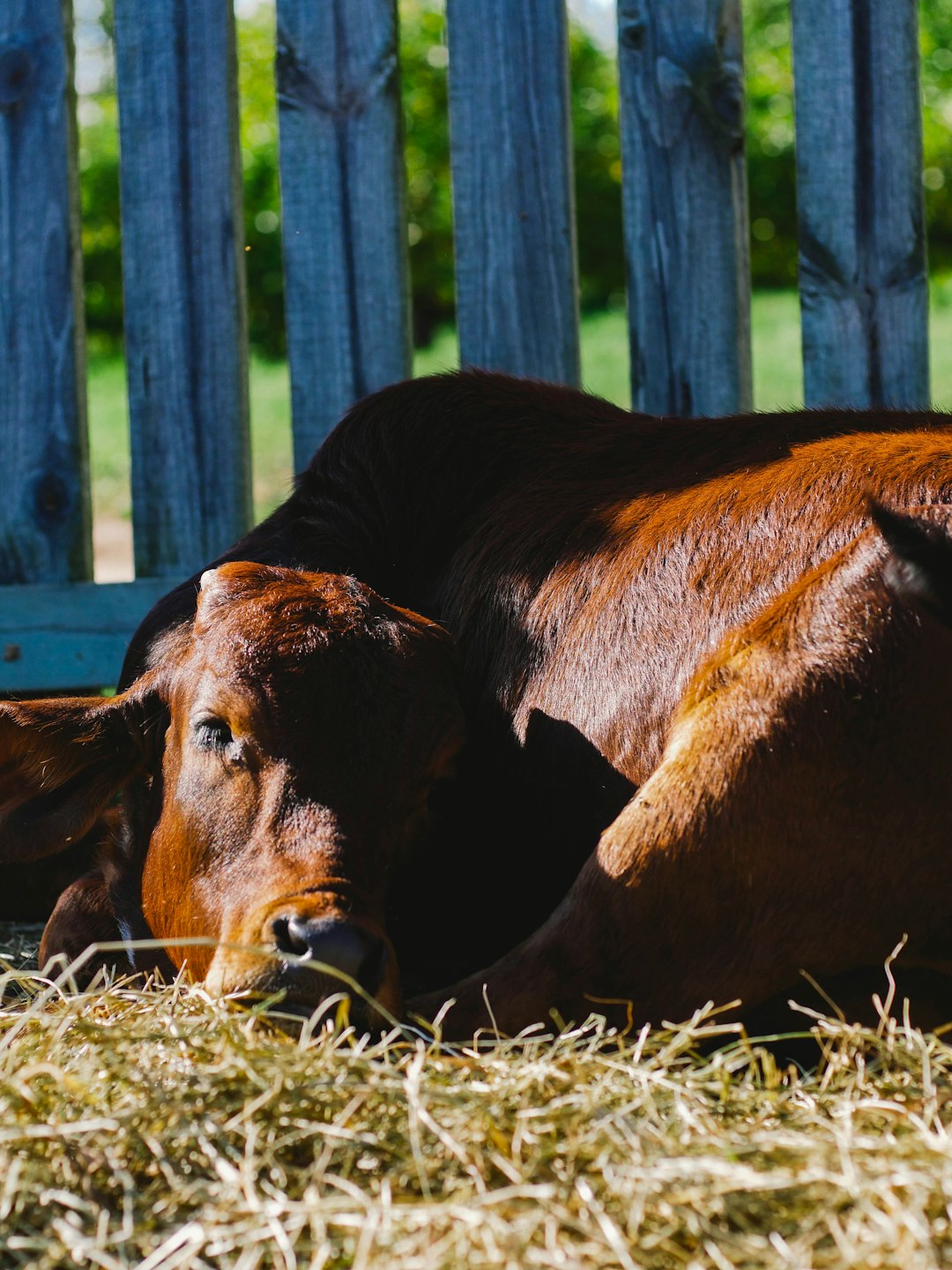 brown cow lying on brown grass field during daytime