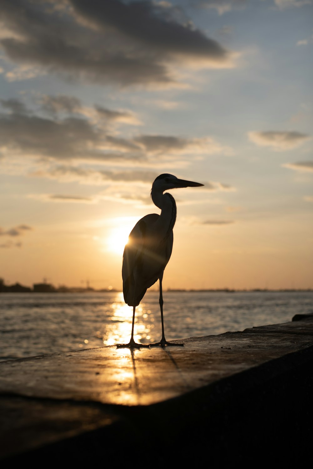 white long beak bird on brown wooden dock during sunset
