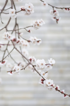 Delicate white blossoms are in focus on thin, brown branches against a soft, blurred background. The flowers, with small pale pink centers, convey a sense of tranquility and grace.