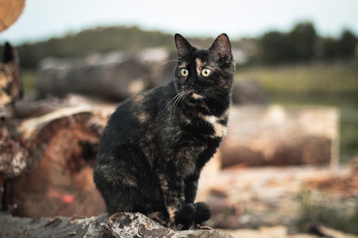 best pet hotels cat and dogs hotels in uae emirates and Dubai