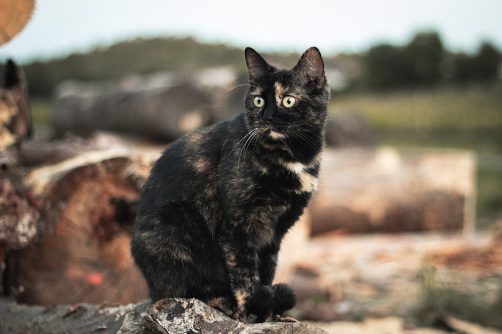 black and brown cat on gray rock during daytime